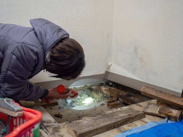 Best Black Mold Removal  in Kansas City, MO