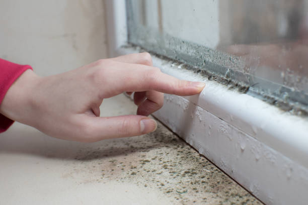 Best Mold Damage Restoration  in Kansas City, MO
