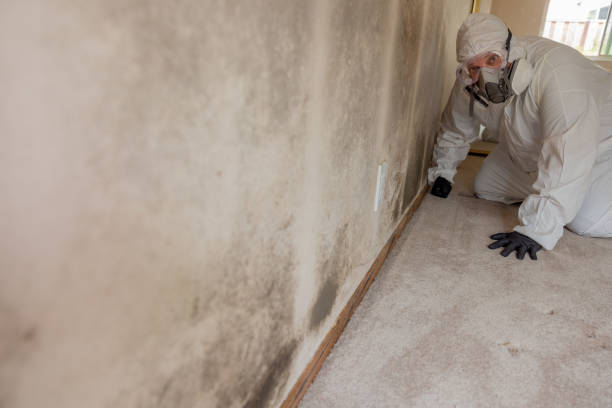 Professional Mold Removal in Kansas City, MO